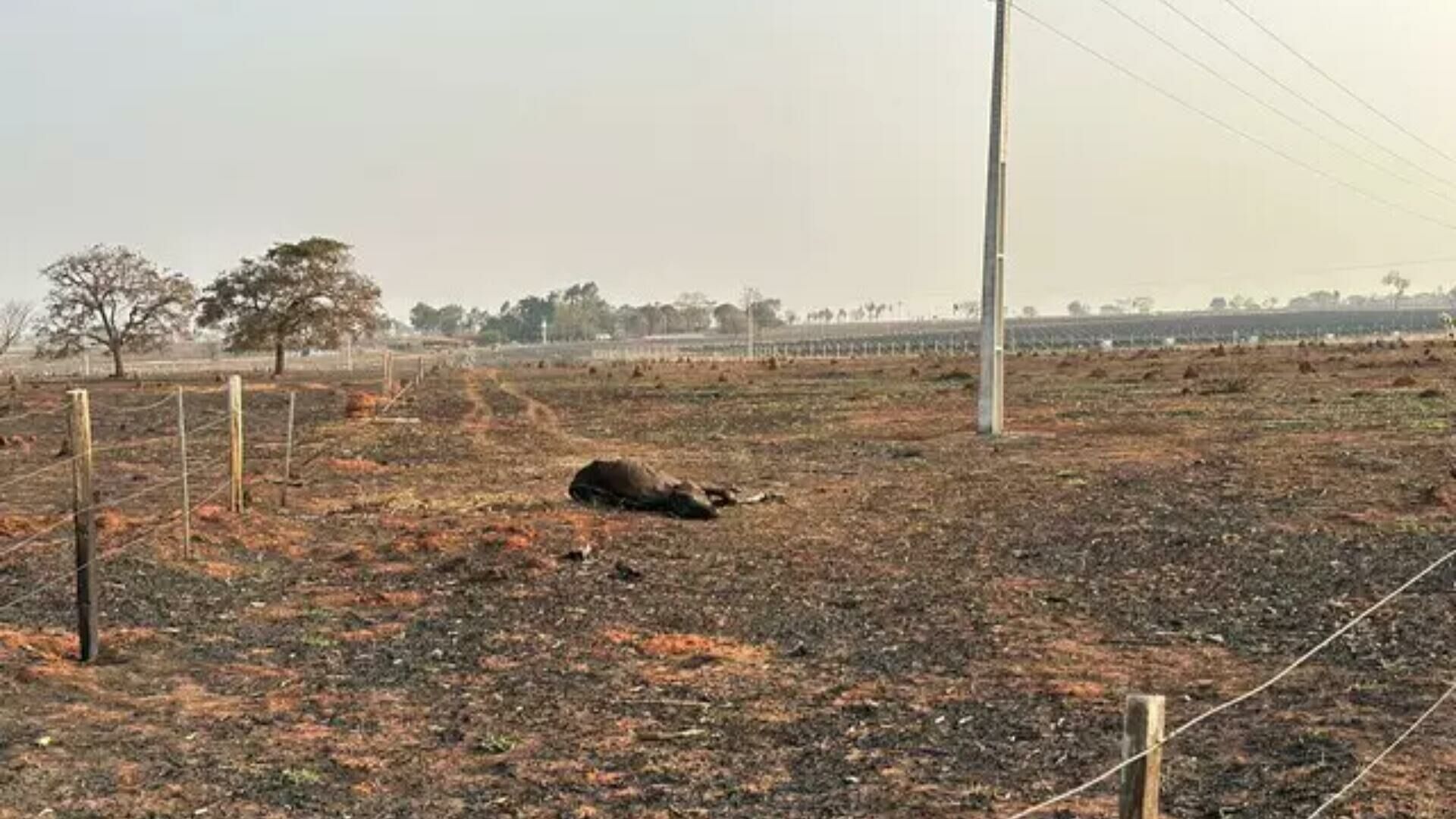 Imagem de compartilhamento para o artigo Queimadas devastam fazenda e boi morre em área de pasto incendiada em Aparecida do Taboado da MS Todo dia